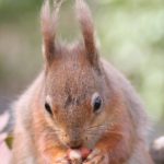 chestnut-mews-red-squirrel-isle-of-wight