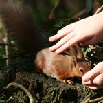 chestnut-mews-red-squirrel-isle-of-wight